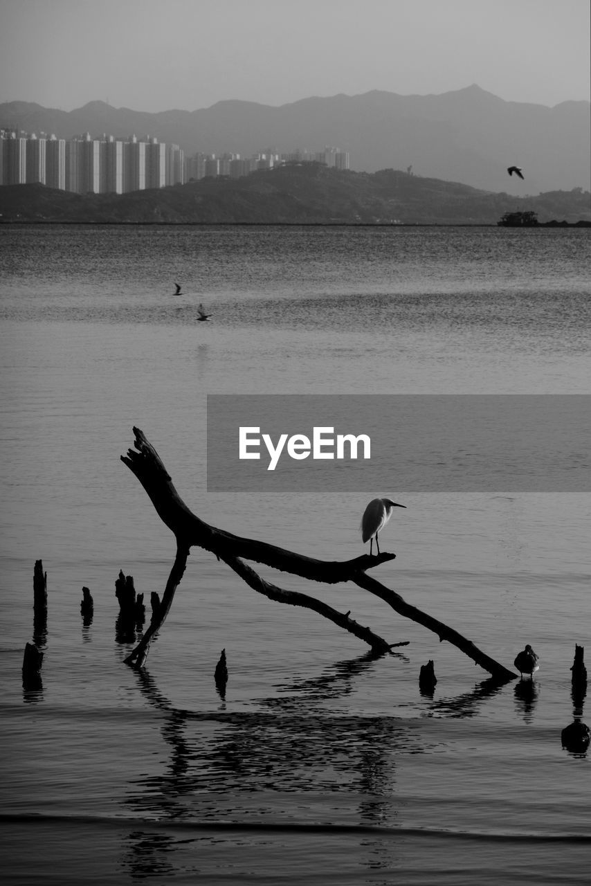 Birds on lake against sky