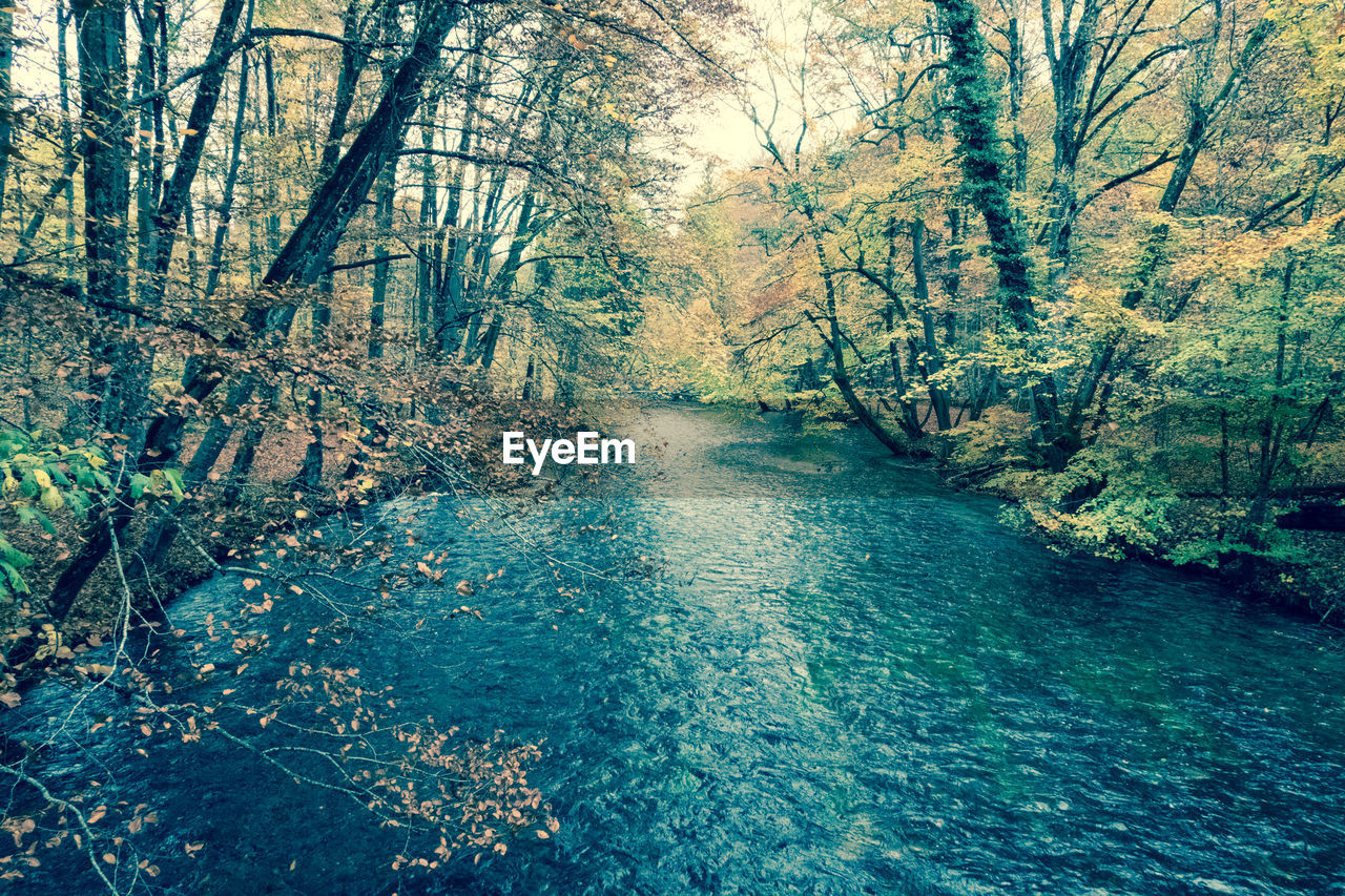 RIVER AMIDST BARE TREES IN FOREST