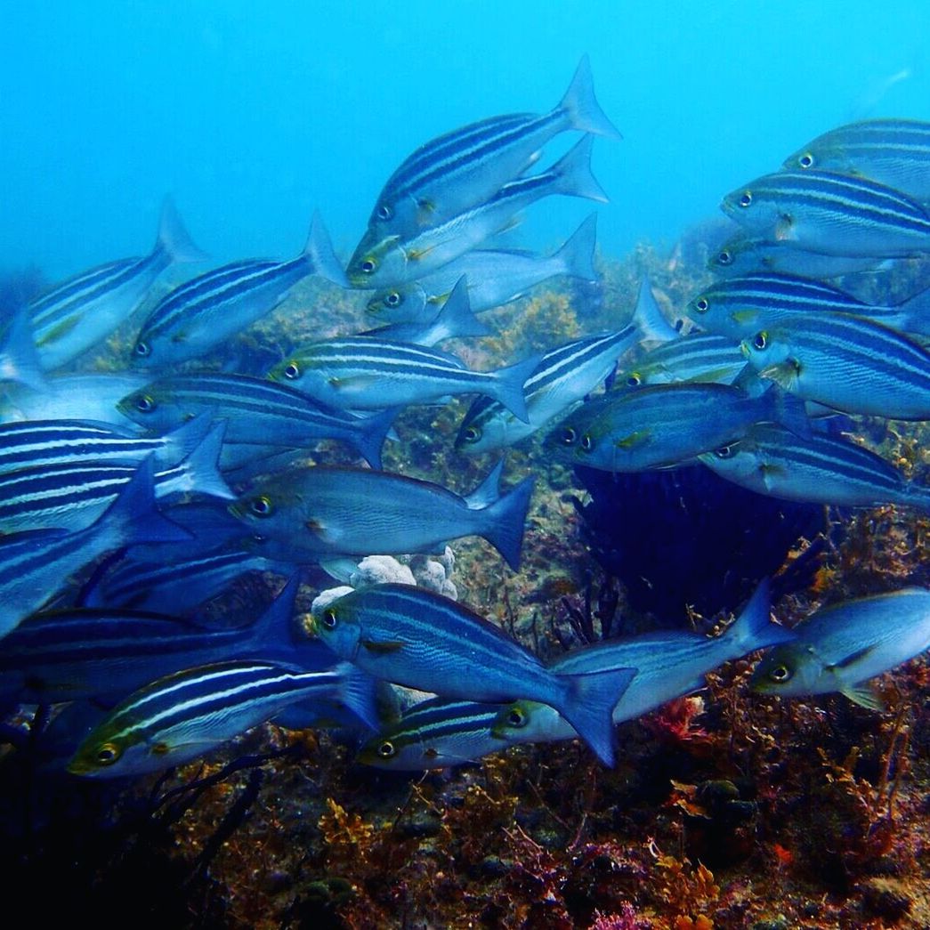 FISH UNDERWATER