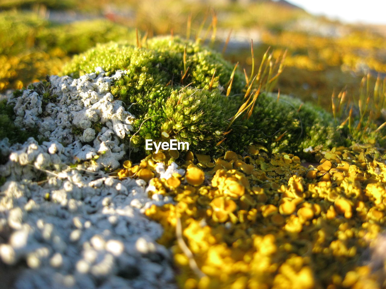 Surface level of moss growing on rock