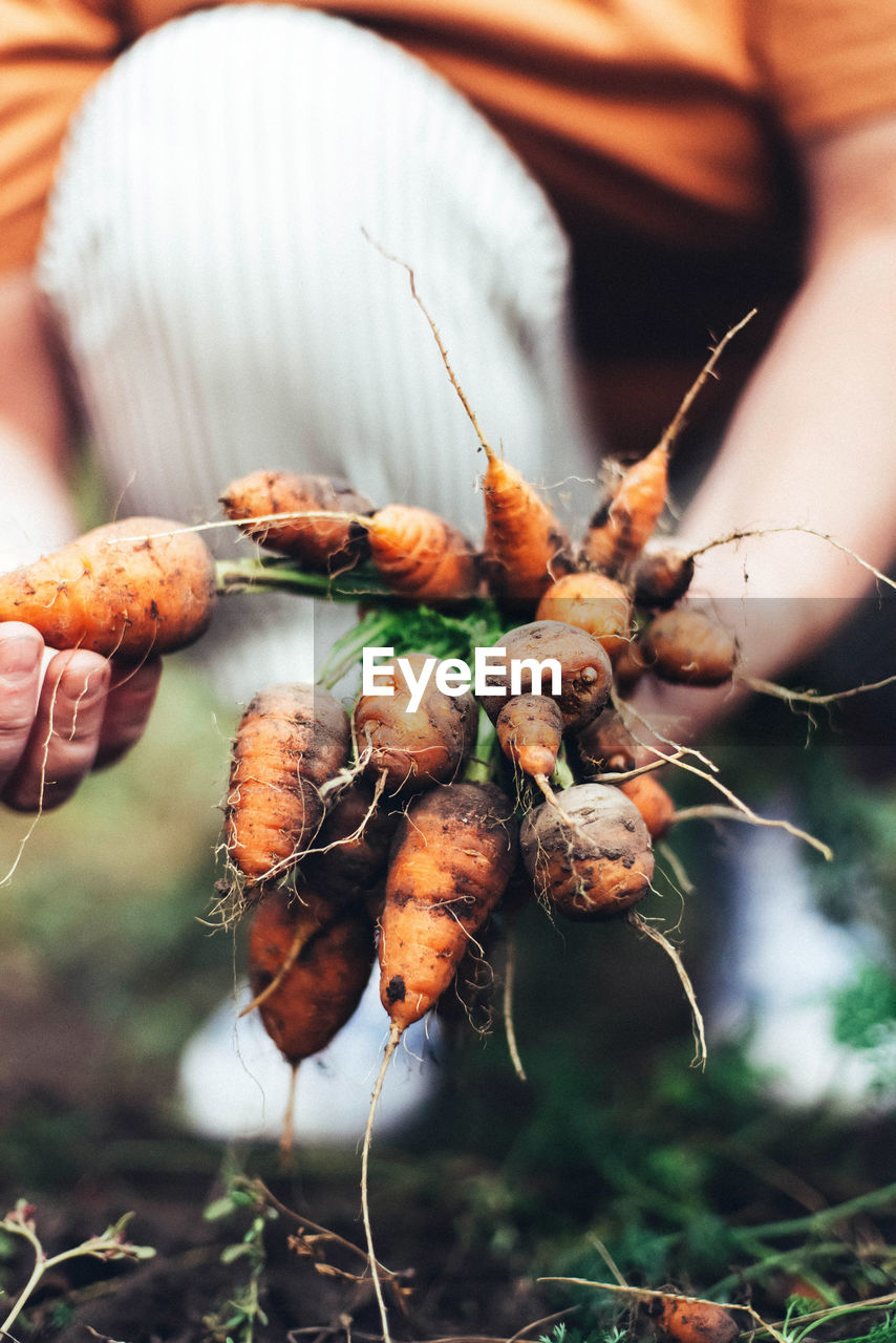 Woman harvesting carrots from backyard garden