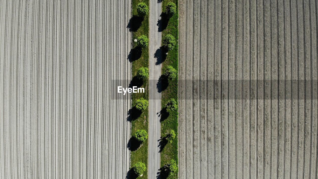 Aerial view of plants on field