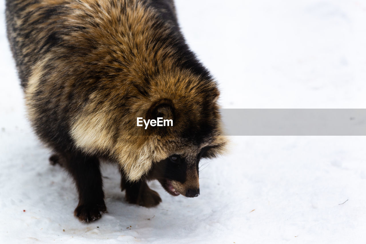 Racoon in the snow