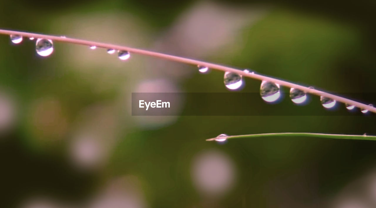 CLOSE-UP OF WATER DROPS ON PLANT