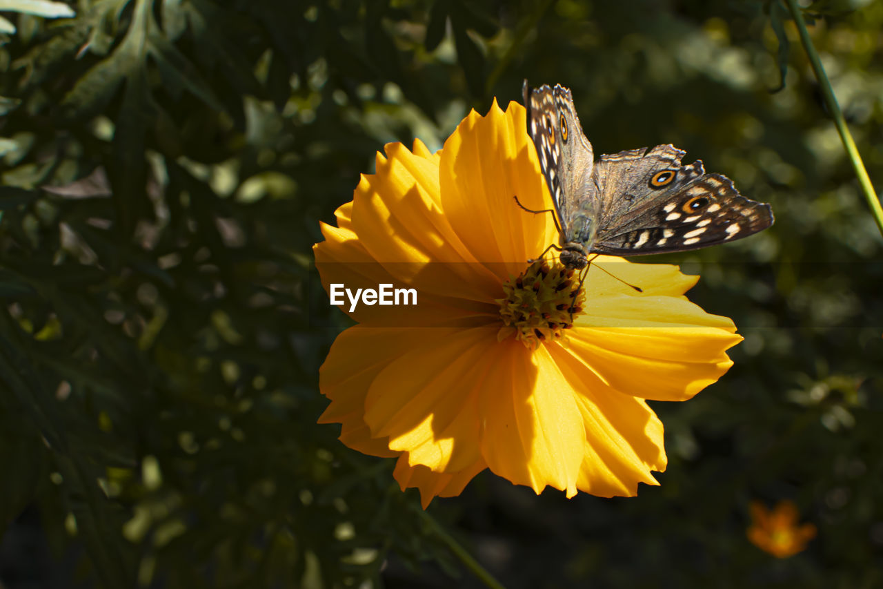 Close-up of butterfly on yellow flower