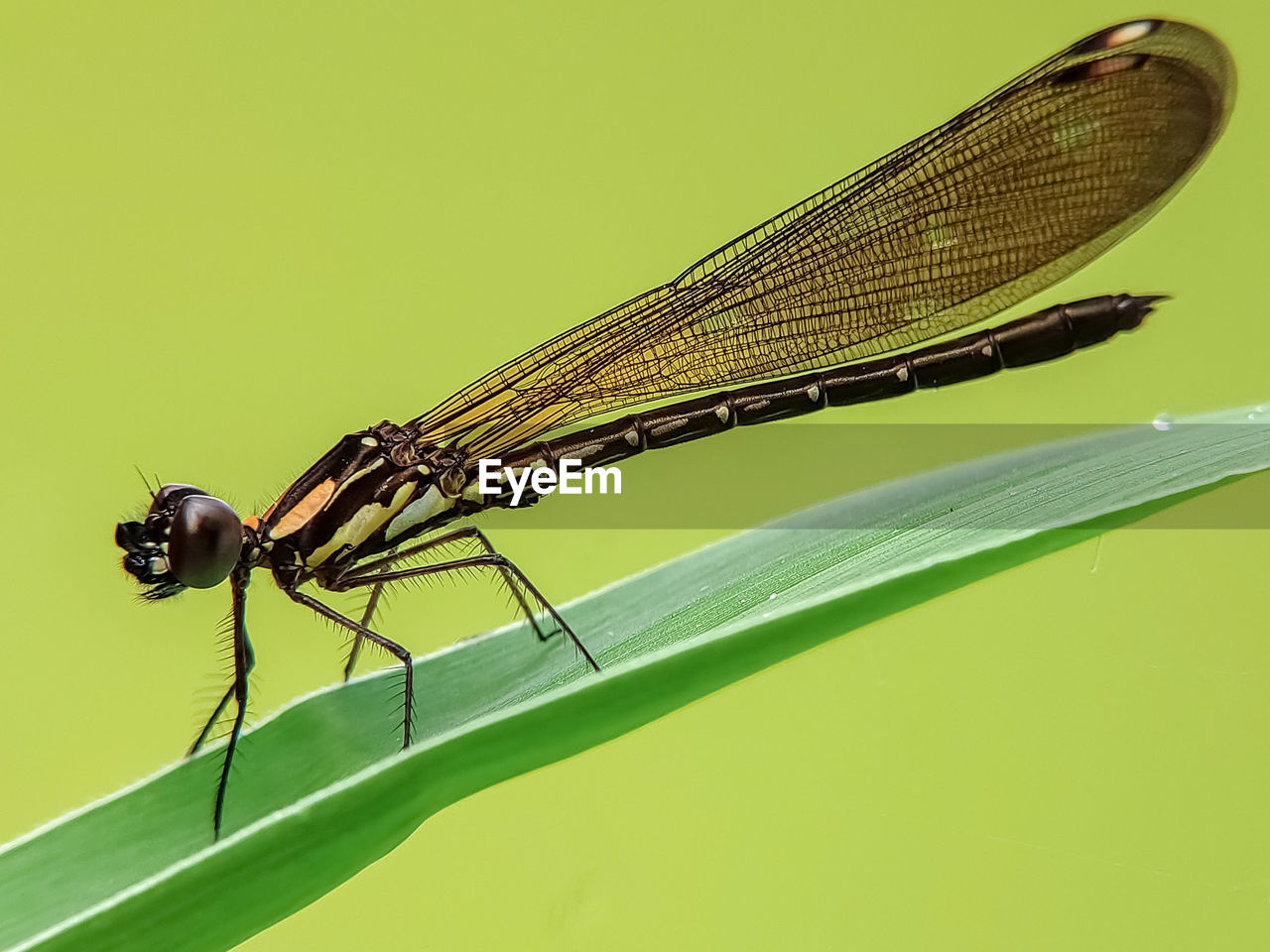 CLOSE-UP OF DRAGONFLY ON PLANT