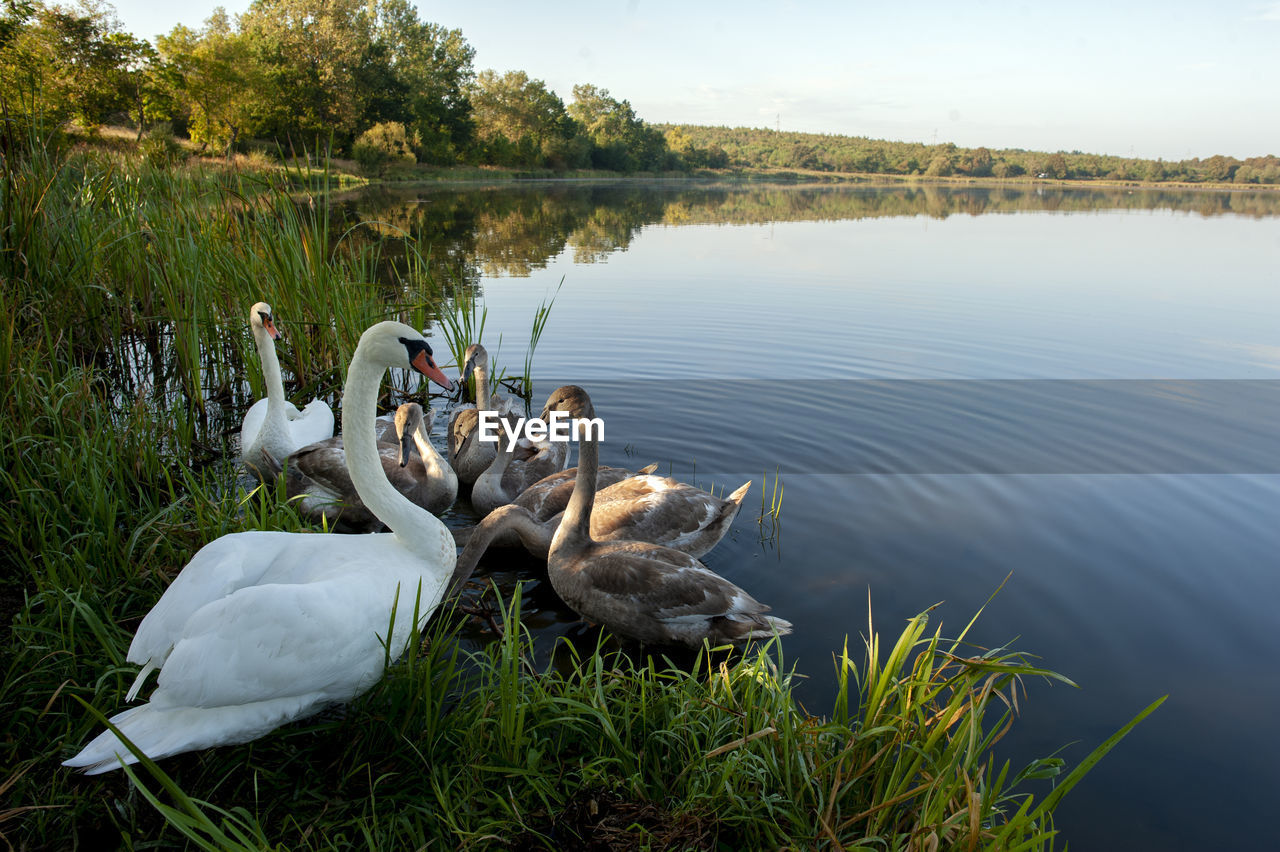 White swan onlake shore. swan on beach. swan on shore