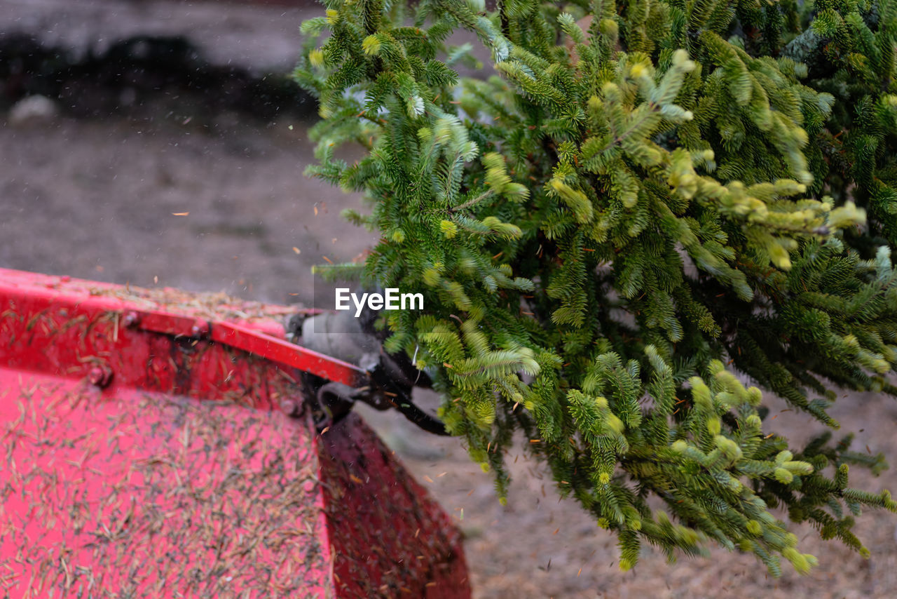 Closeup of shaker machine shaking pine needles off fresh cut christmas tree at cut your own tree lot