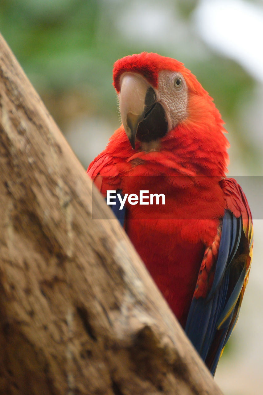 Close-up of scarlet macaw perching on wood