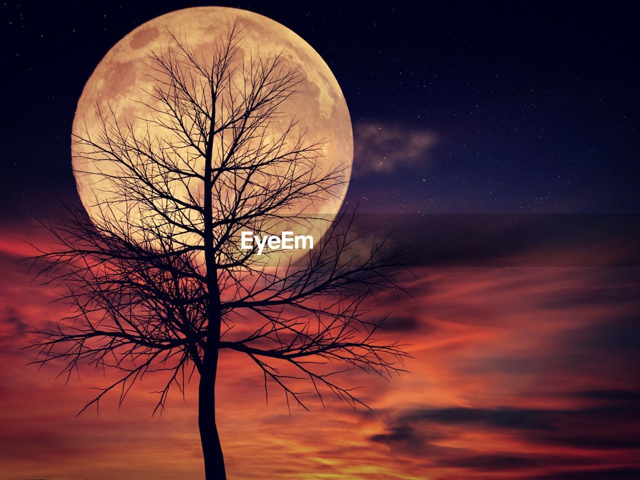 Bare tree against moon at night