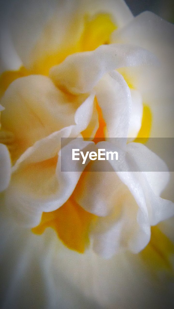 CLOSE-UP OF YELLOW FLOWER