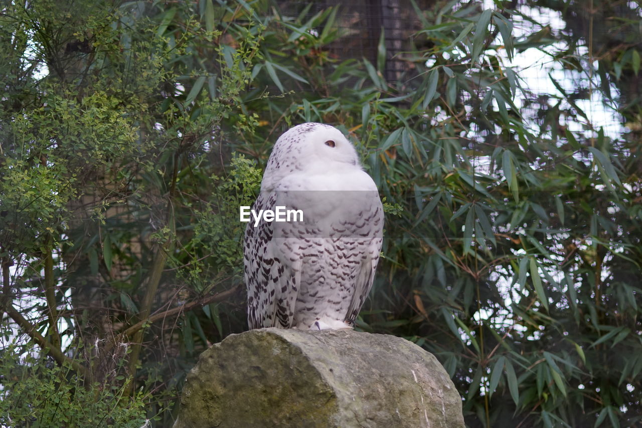 BIRD PERCHING ON ROCK AGAINST TREES