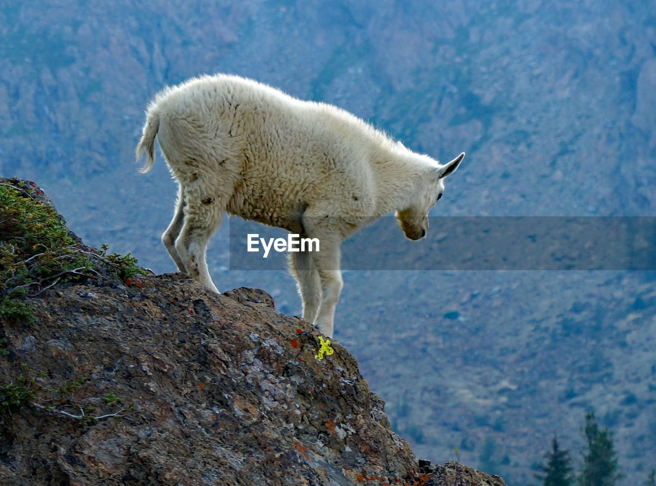 VIEW OF SHEEP STANDING ON ROCK