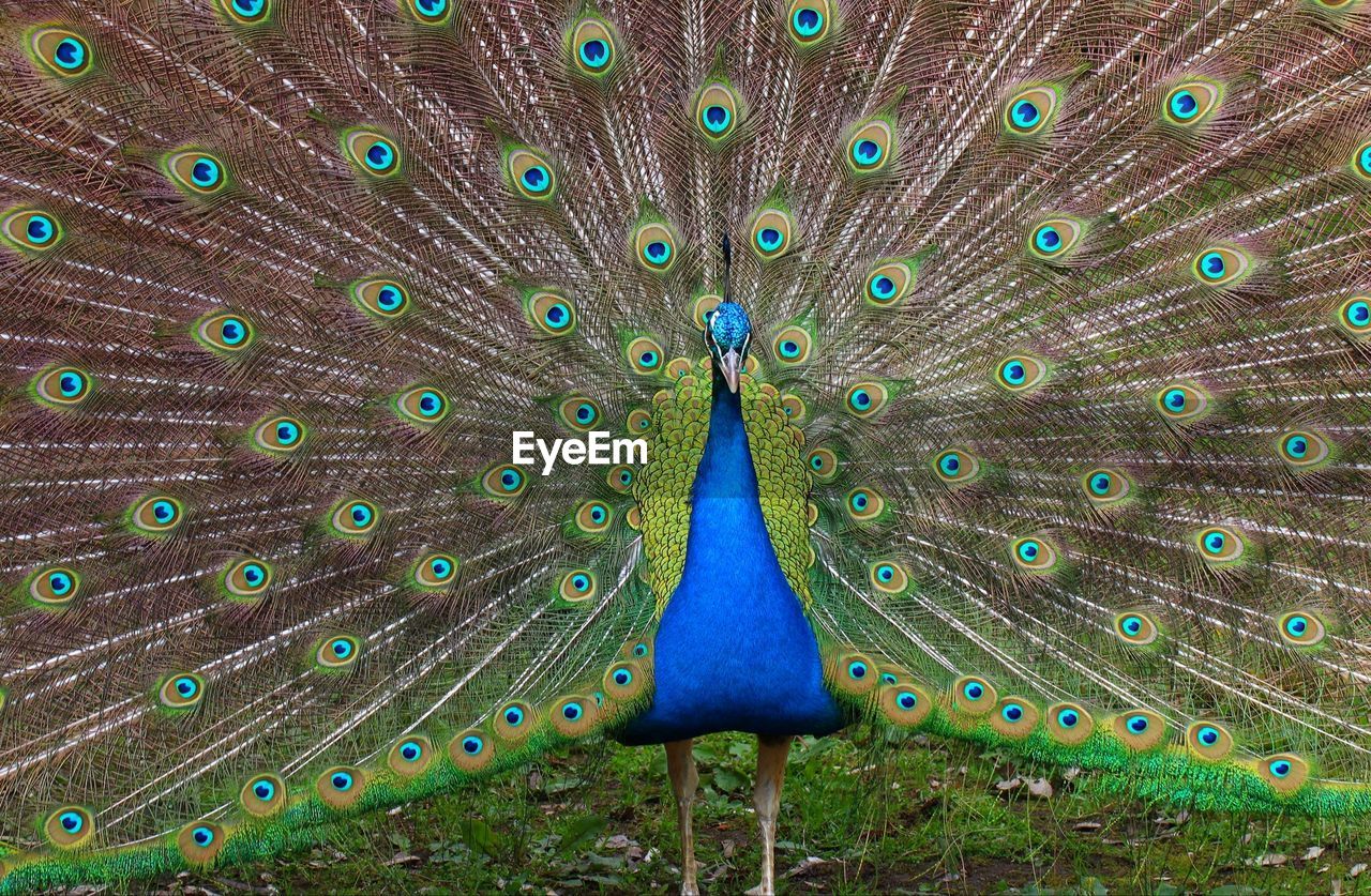 Close-up of peacock