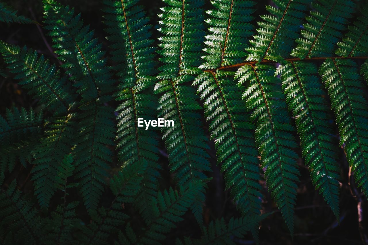 CLOSE-UP OF GREEN LEAVES