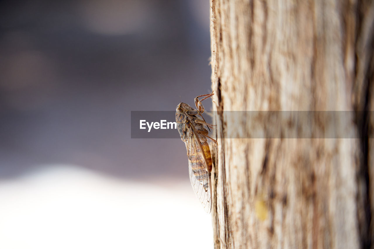 CLOSE-UP OF INSECT ON TREE