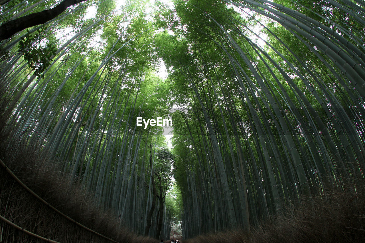 Fish eye view of bamboo growing in forest