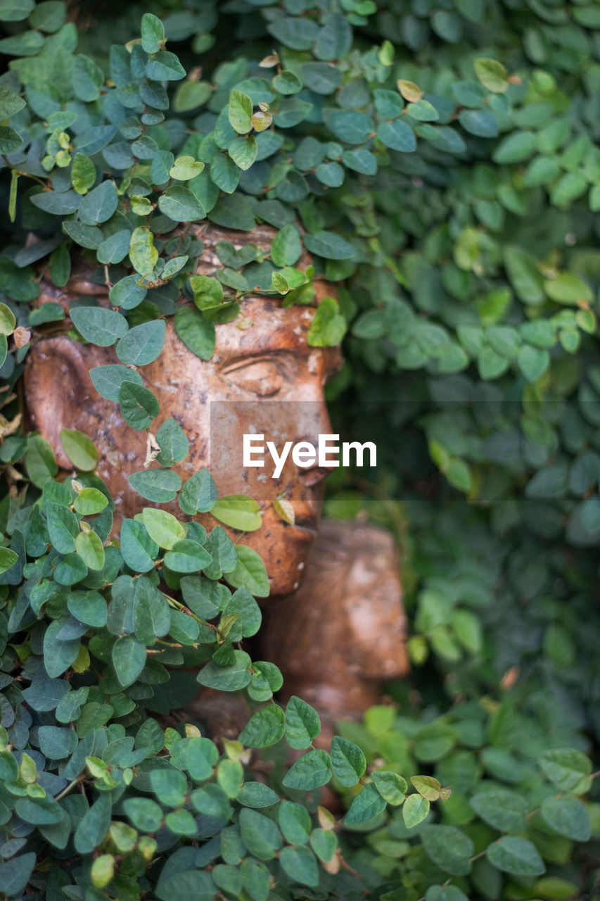 CLOSE-UP OF IVY ON MOSS GROWING ON TREE