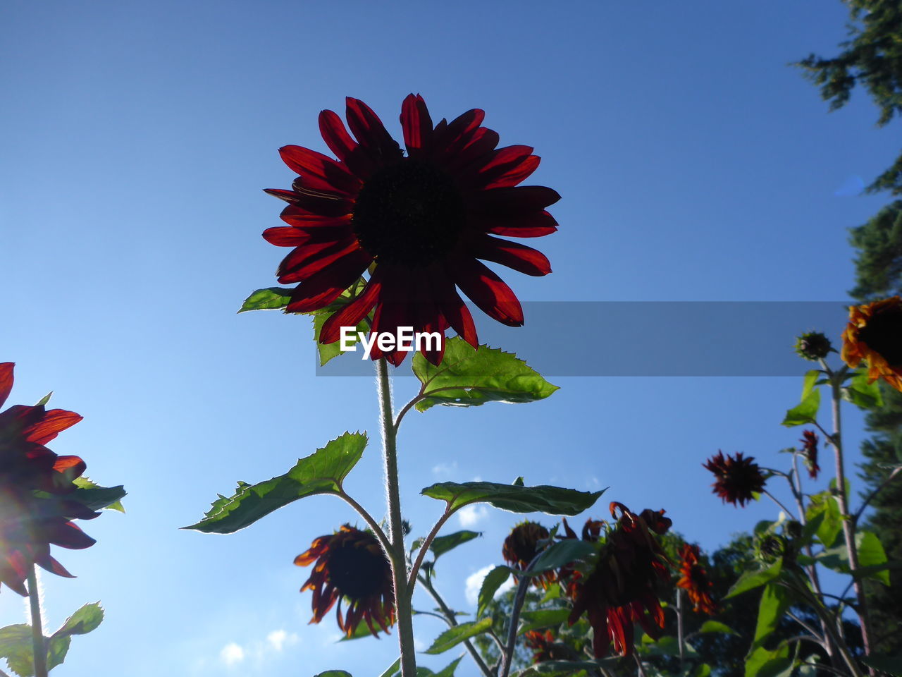 LOW ANGLE VIEW OF RED HIBISCUS AGAINST SKY