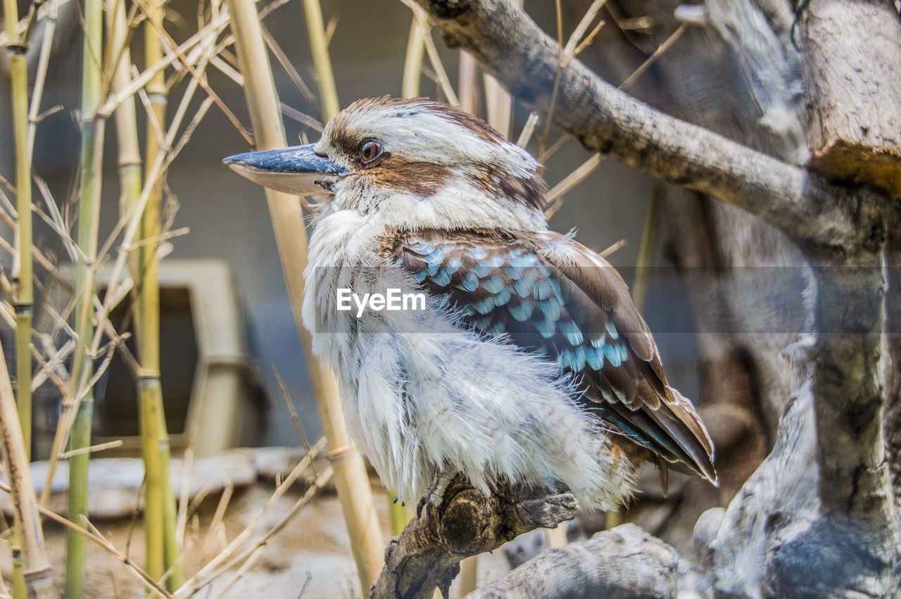 CLOSE-UP OF BIRD PERCHING ON TREE