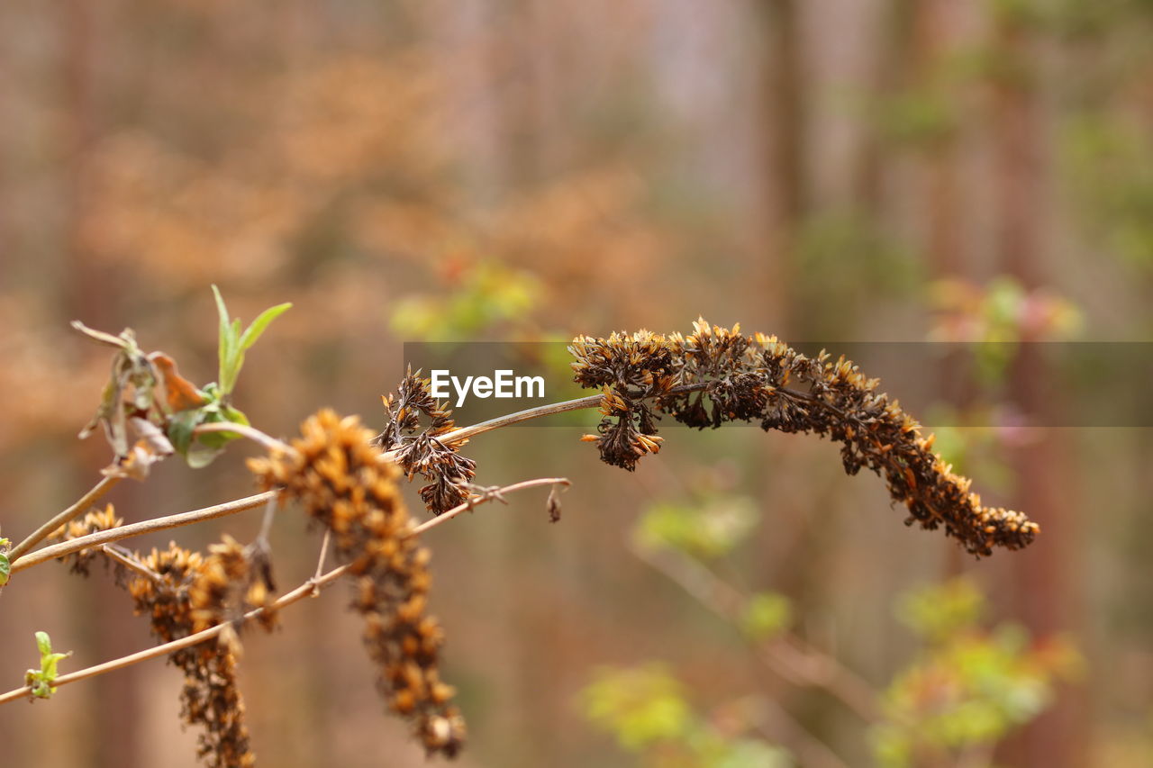 Close-up of wilted plant against blurred background