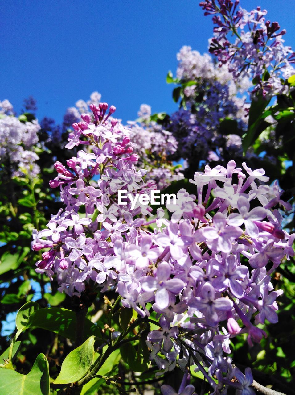 LOW ANGLE VIEW OF PINK FLOWERS