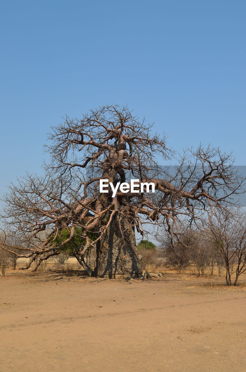 BARE TREE IN FIELD AGAINST CLEAR SKY