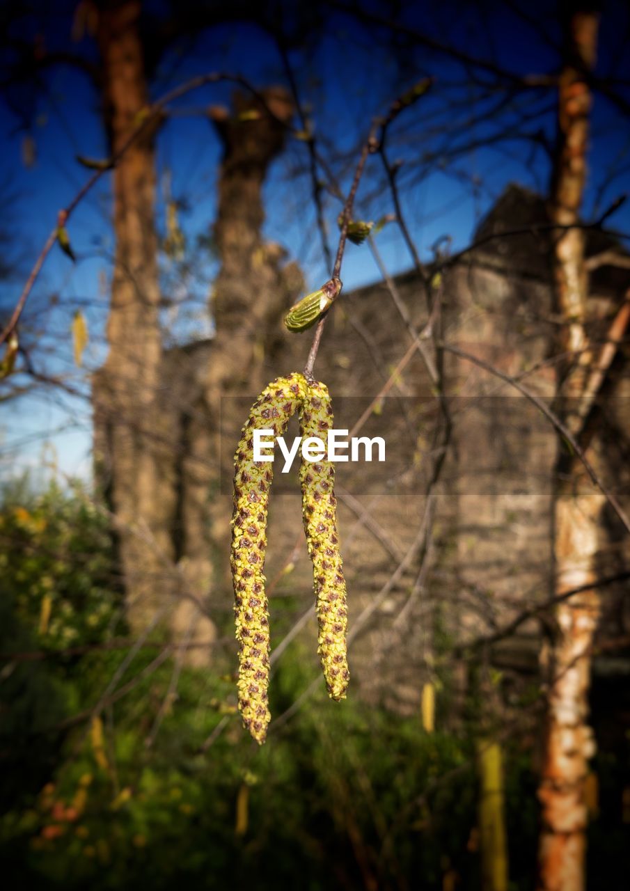 CLOSE-UP OF FLOWER HANGING ON TREE BRANCH