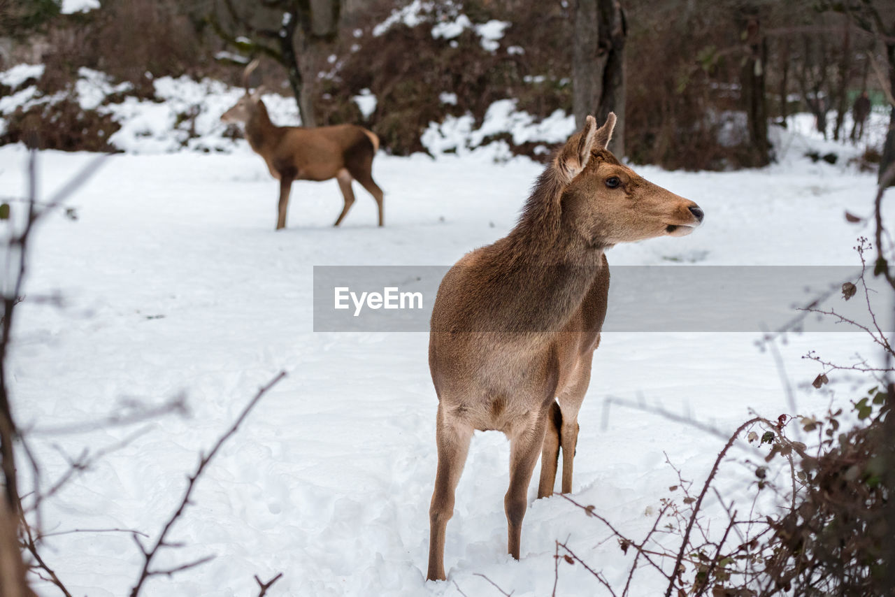 Mammals standing on snow covered land