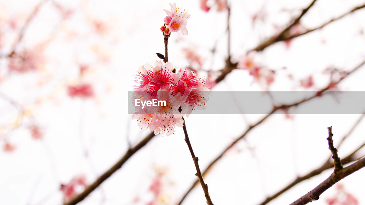 Close-up of pink flowers on branch