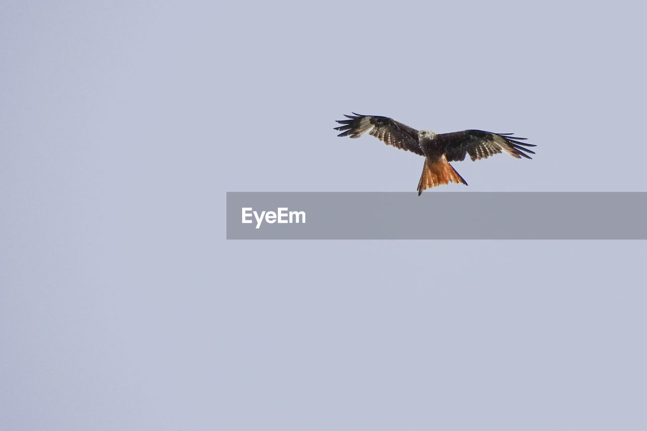 LOW ANGLE VIEW OF EAGLE FLYING