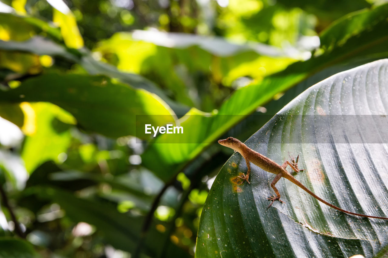 Close-up of lizard on plant