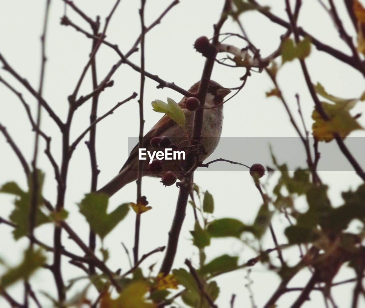 LOW ANGLE VIEW OF PERCHING ON BRANCH