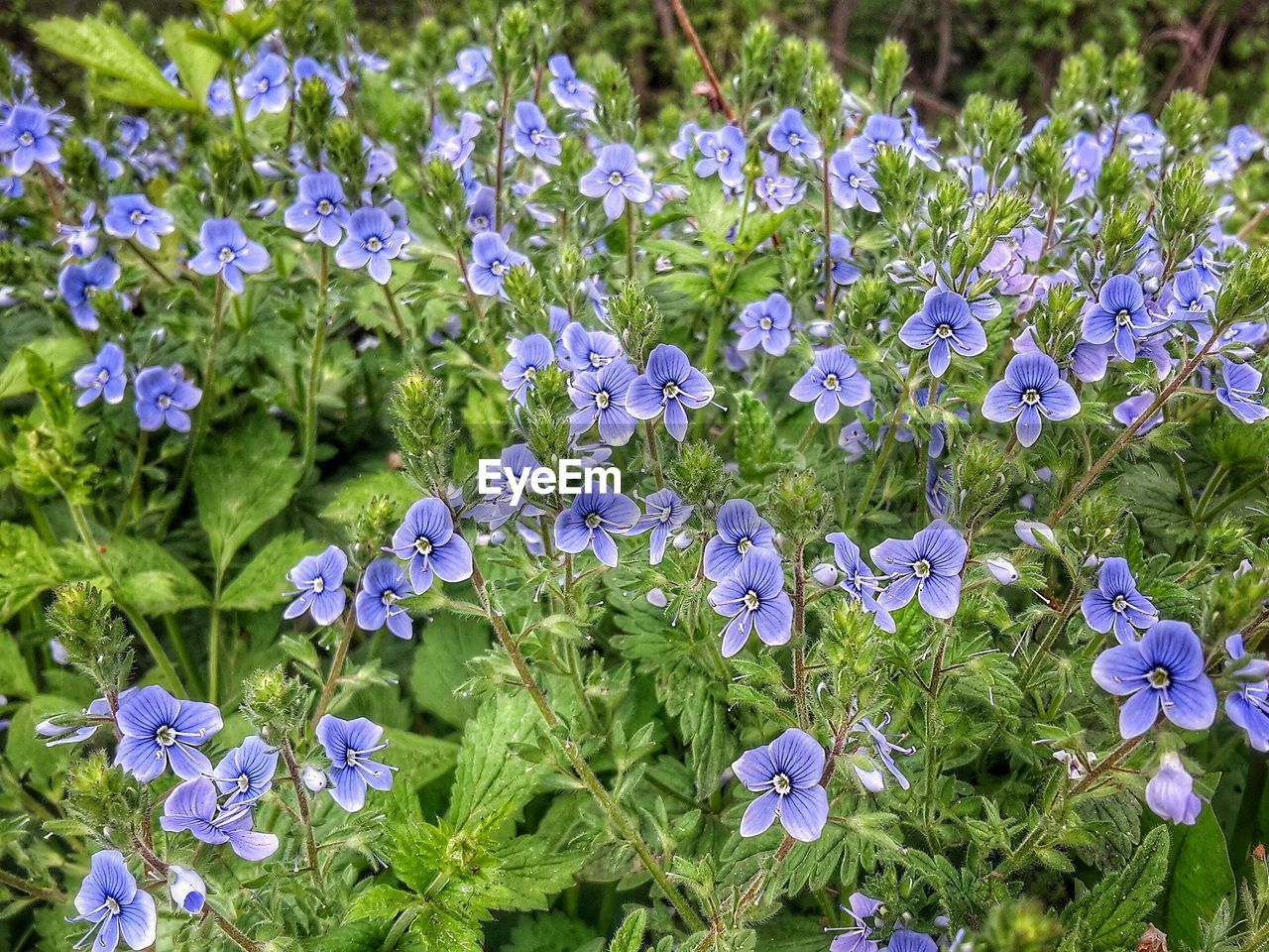 Close-up of purple flowers blooming in field