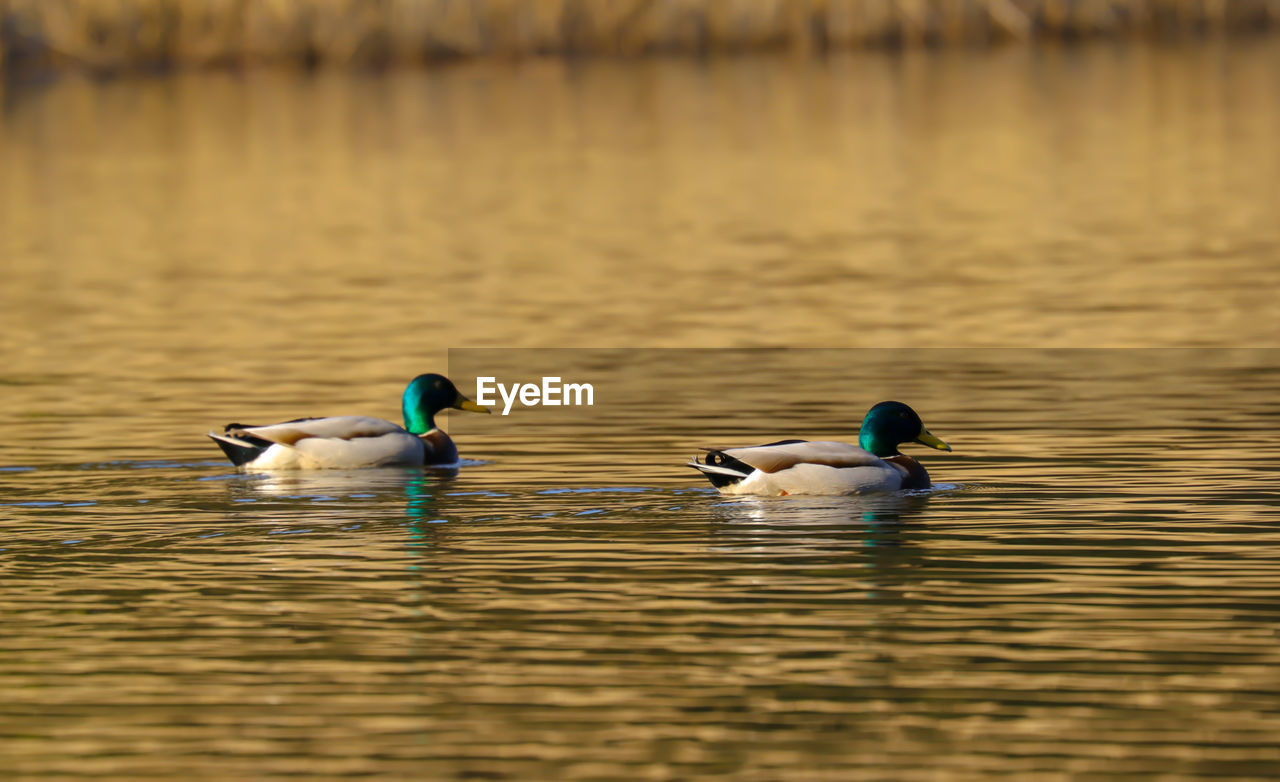 DUCKS IN A LAKE