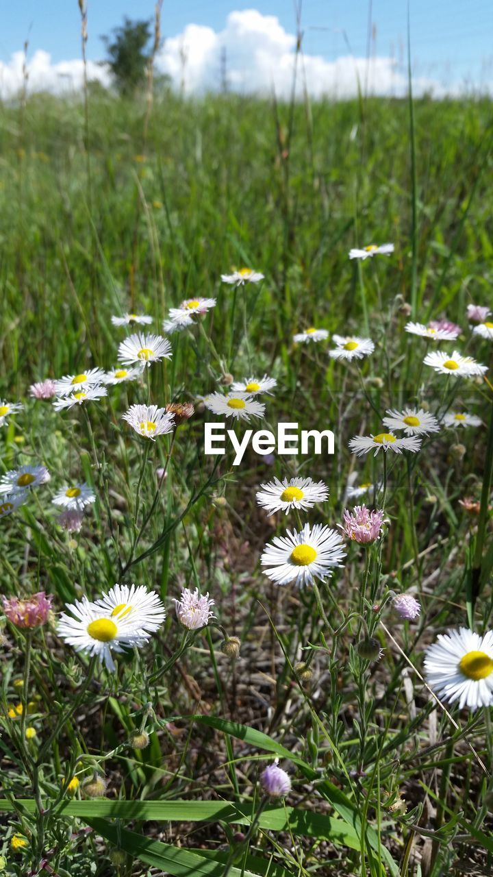 FLOWERS BLOOMING IN FIELD