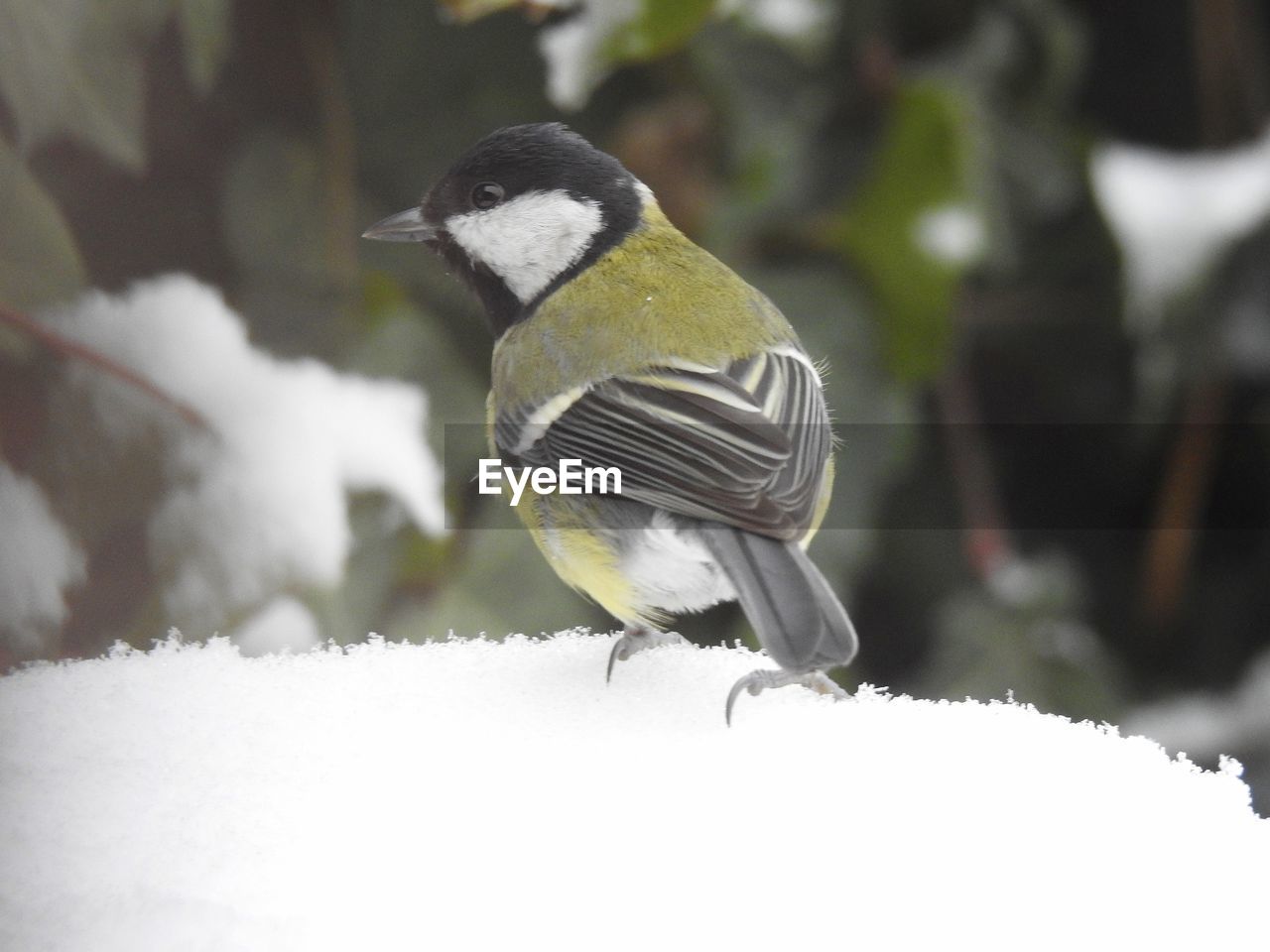 Close-up of bird perching on snow