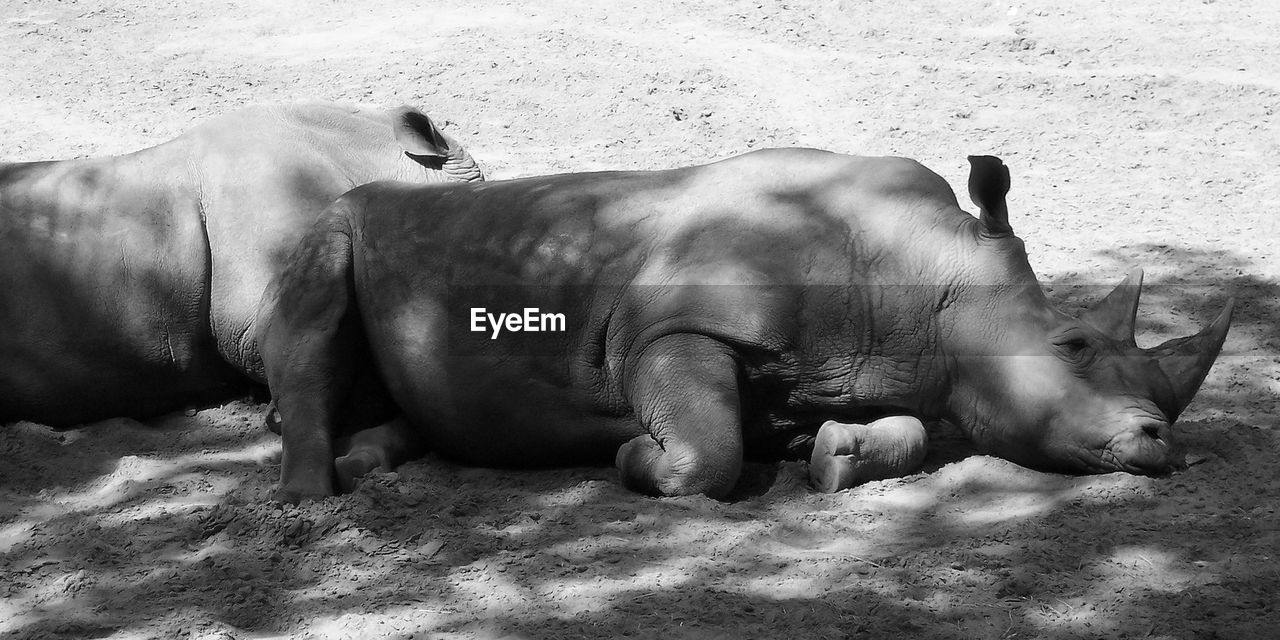 Two rhinoceros sleeping on the ground. lying down vertebrates. black and white