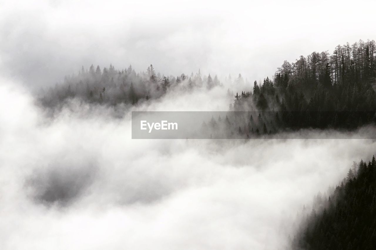 Panoramic shot of trees in forest against sky