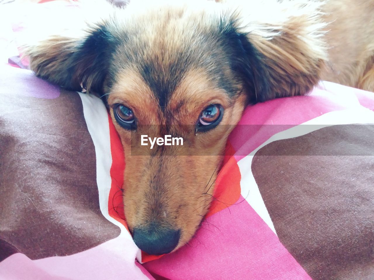 CLOSE-UP PORTRAIT OF DOG RELAXING ON BED