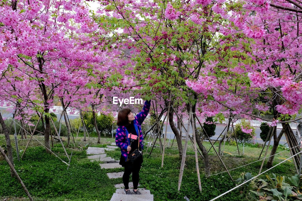 Pink flowers in park