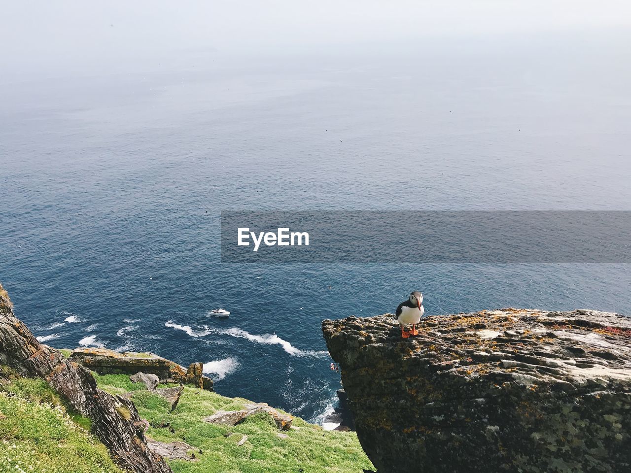 HIGH ANGLE VIEW OF SEAGULLS PERCHING ON ROCK