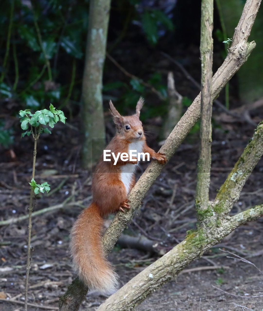 animal, animal themes, animal wildlife, mammal, one animal, wildlife, tree, forest, squirrel, nature, plant, land, no people, fox, rodent, branch, outdoors, cute, animal hair, tail, woodland, environment, eating