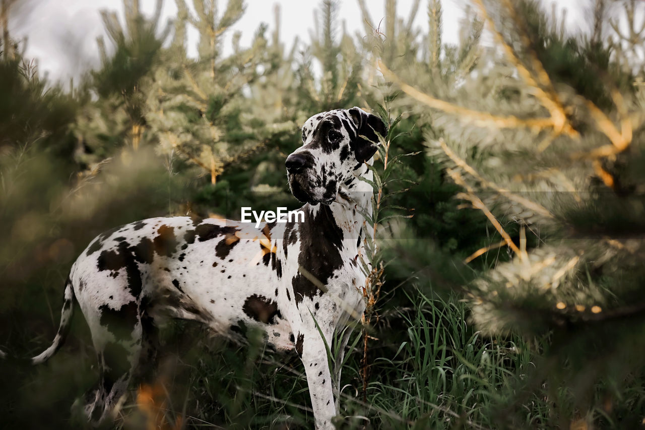 Dog looking away on field