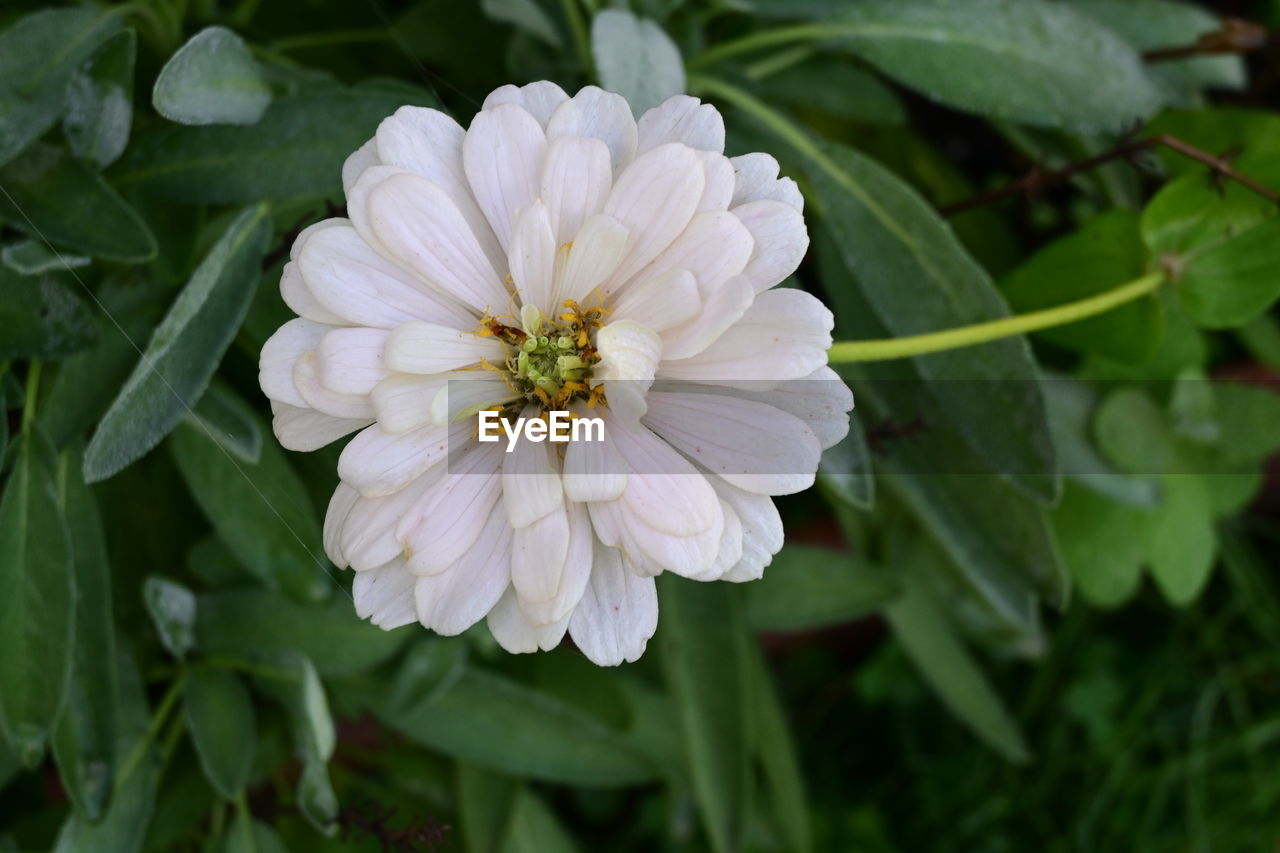 flower, flowering plant, plant, freshness, beauty in nature, close-up, petal, flower head, nature, white, inflorescence, growth, fragility, leaf, plant part, no people, botany, pollen, outdoors, green, focus on foreground, springtime, day, blossom