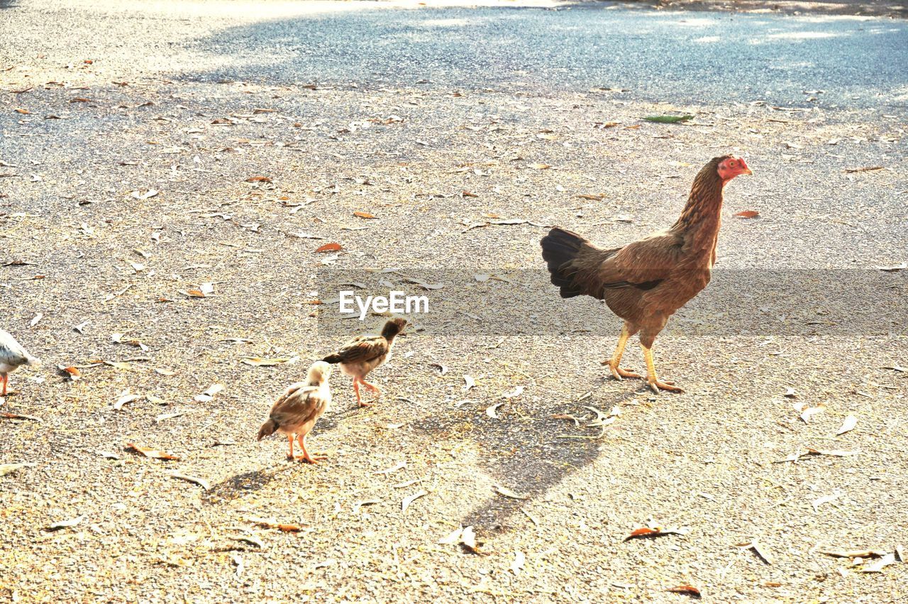 TWO BIRDS ON THE BEACH