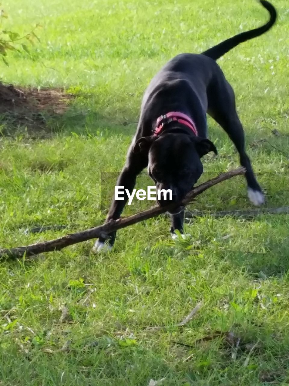 DOG STANDING ON GRASSY FIELD