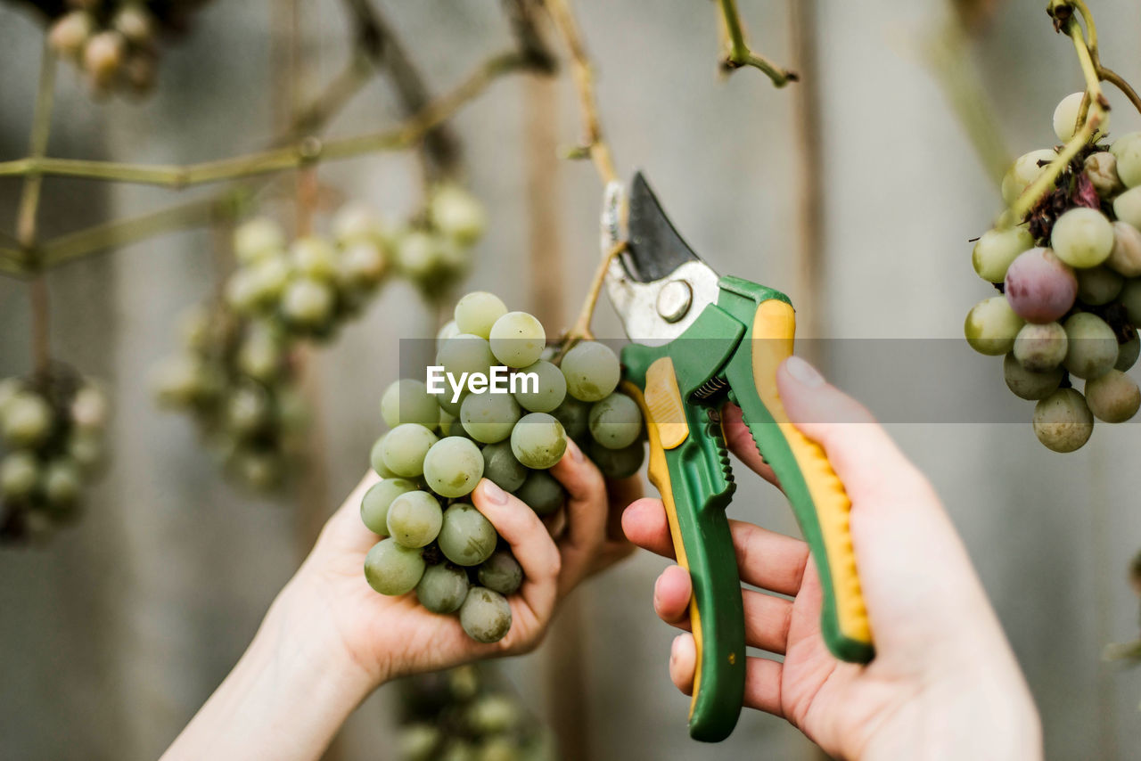 Cropped hands of woman harvesting grapes