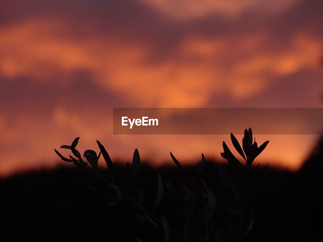 CLOSE-UP OF SILHOUETTE PLANTS AGAINST SUNSET SKY