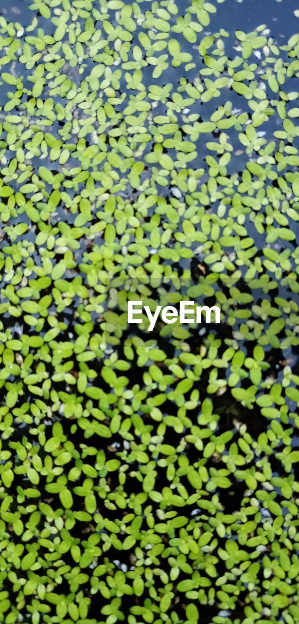 FULL FRAME SHOT OF LEAVES IN WATER